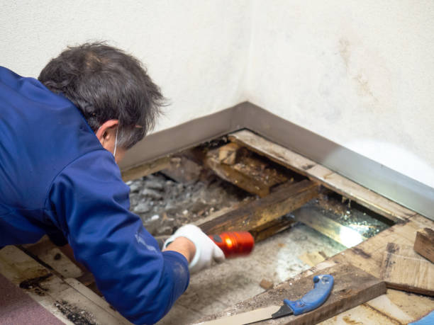 Best Water Damage Restoration  in Versailles, KY