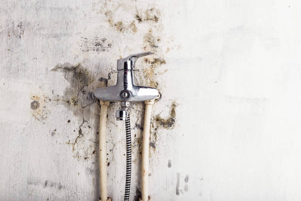 Best Black Mold Removal  in Versailles, KY