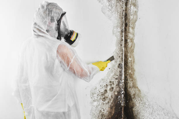 Best Home Mold Removal  in Versailles, KY