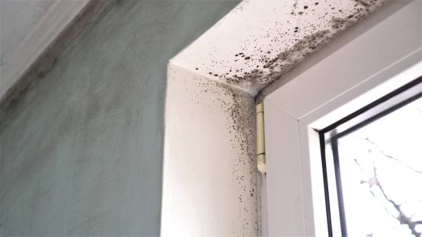 Best Mold Testing  in Versailles, KY