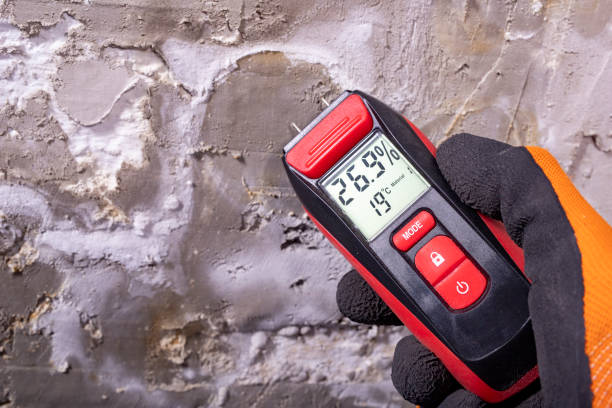 Best Certified Mold Removal  in Versailles, KY