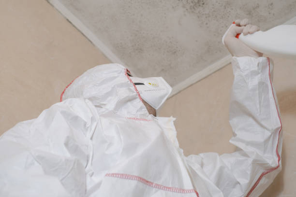 Trusted Versailles, KY Mold Removal Experts