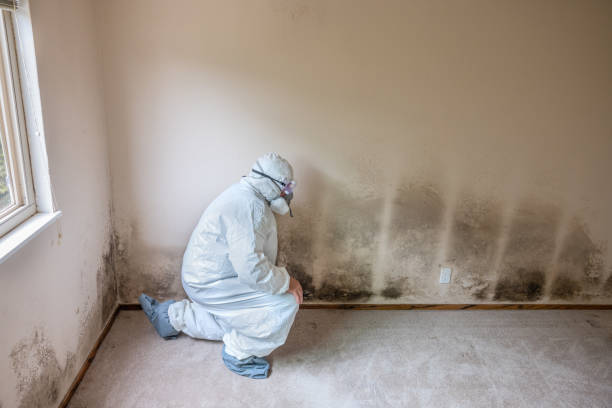 Best Toxic Mold Removal  in Versailles, KY