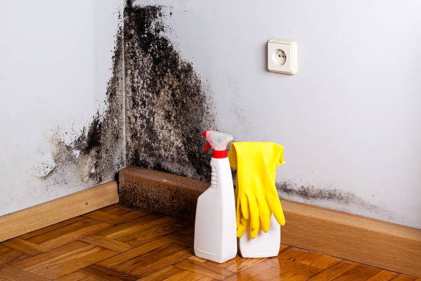 Best Professional Mold Removal  in Versailles, KY