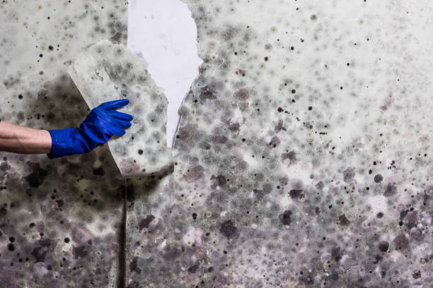 Best Mold Removal Company Near Me  in Versailles, KY